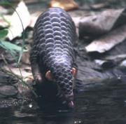 Manis pentadactyla
